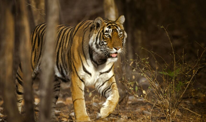Where to See Tigers in India? A Complete Guide