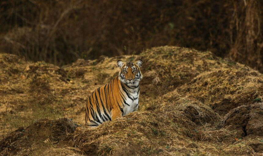 Tigers, Forests & Hidden Wilderness of India